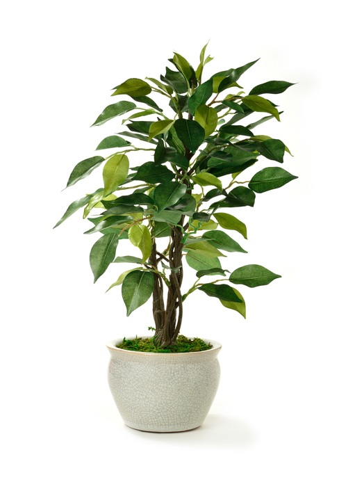 Potted_Plant_08_01_17